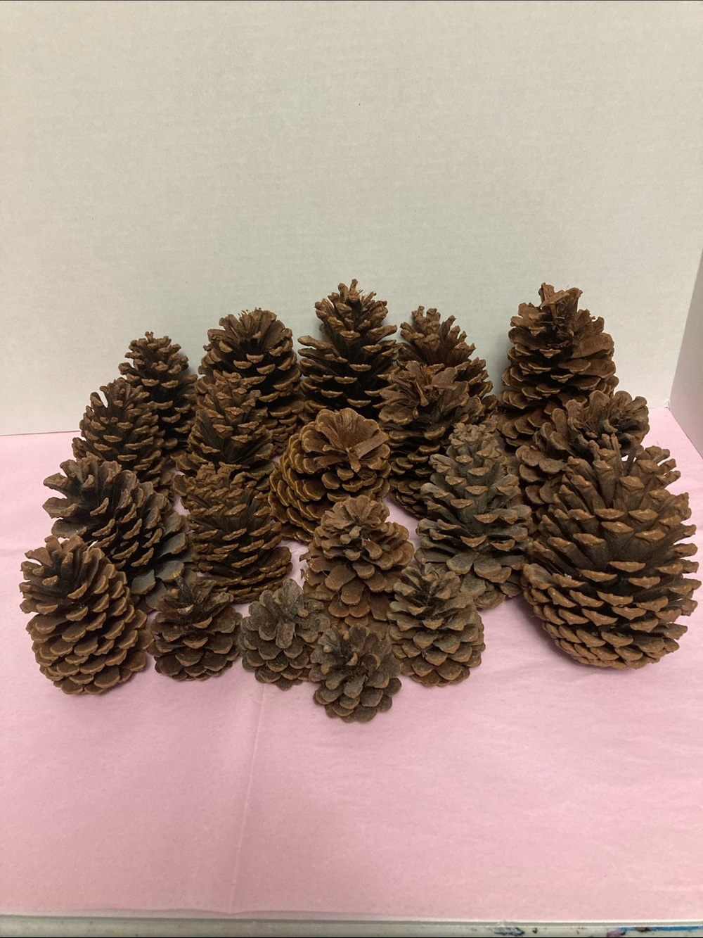 Lot of 20 real pine cones various sizes decorative crafting